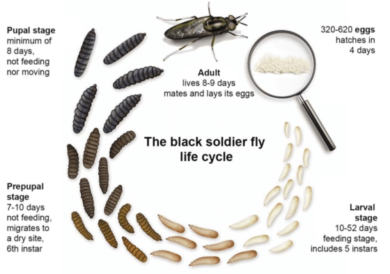 BSF LifeCycle